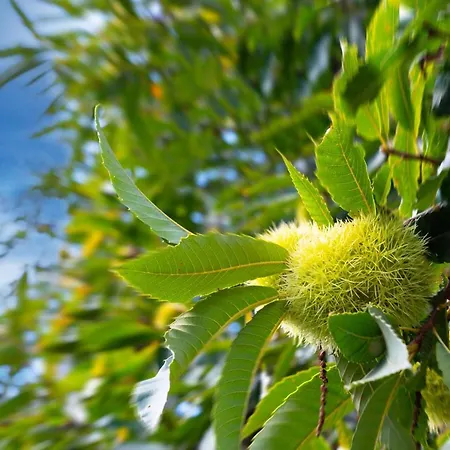 Casa Castanhas - Near Geres Braga