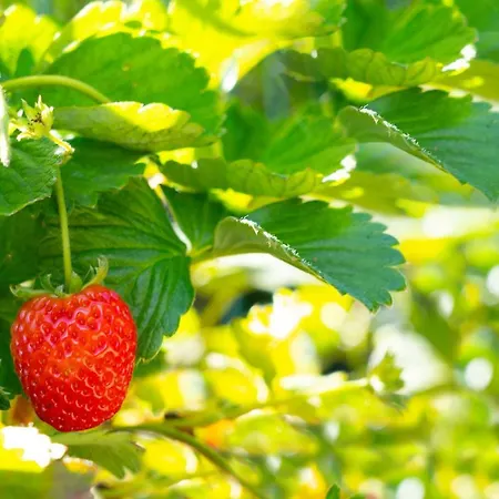 Tatil Evi Casa Castanhas - Near Geres *