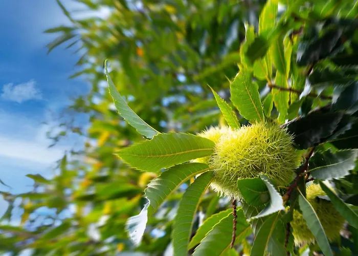 Casa Castanhas - Near Geres 布拉加