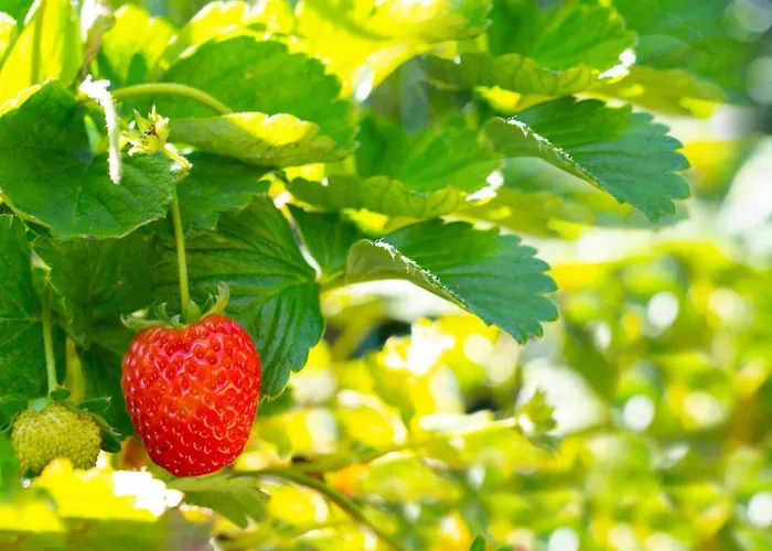 Ferienhaus Casa Castanhas - Near Geres *